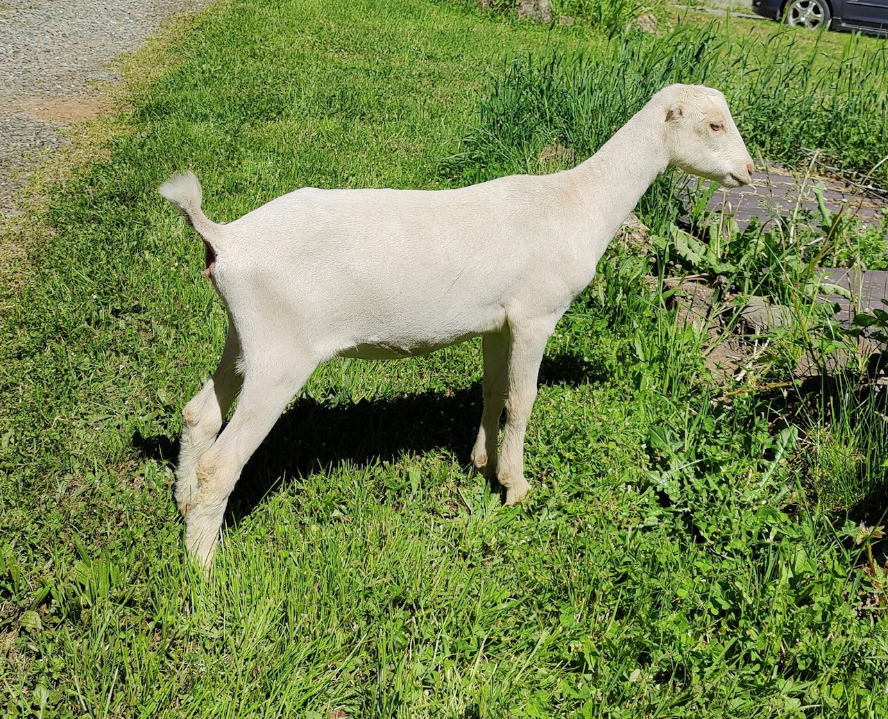 la mancha kid side view